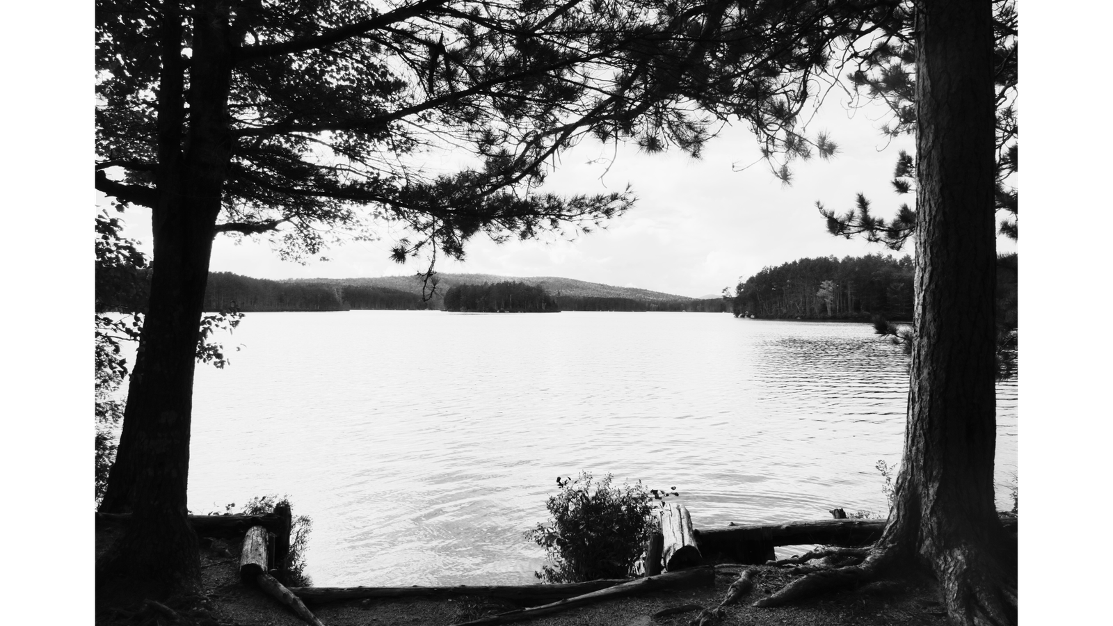 Scenic view of a tranquil Maine lake framed by pine trees, showcasing prime fishing waters near East Grand Lake.