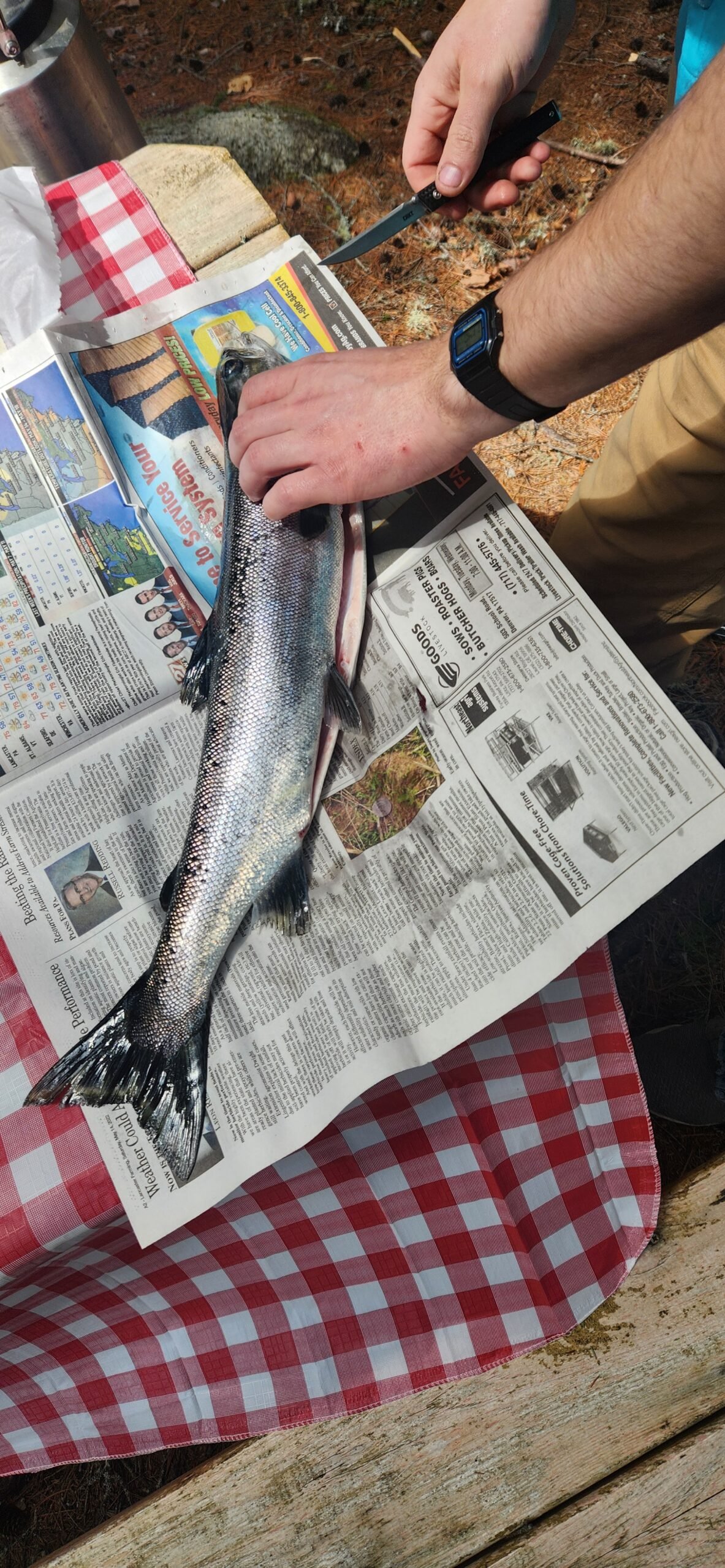 William Apgar - Maine Guide preparing a fresh-caught salmon on a picnic table in the Maine woods