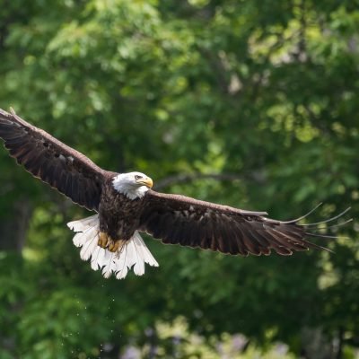 A Bald Eagle in Flight