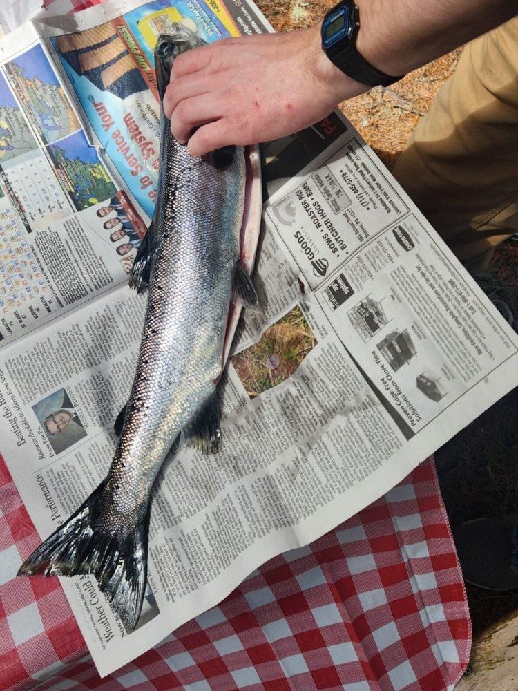 William Apgar - Maine Guide preparing a fresh-caught salmon on a picnic table in the Maine woods